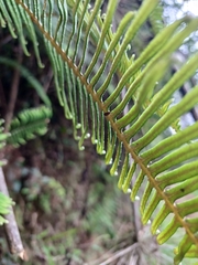 Dicranopteris nervosa