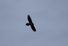 Gypaetus barbatus barbatus