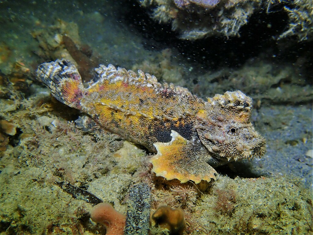 Little Velvetfish
