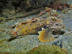 Aploactisoma milesii