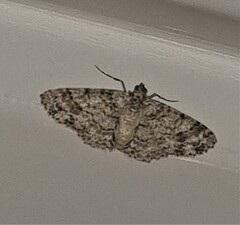 Myrioblephara desumpta