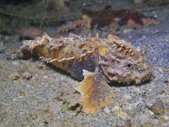 Aploactisoma milesii