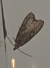 Heteromicta pachytera