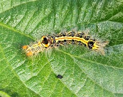 Orvasca subnotata