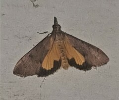 Uresiphita ornithopteralis