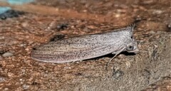 Prionopterina grammatistis