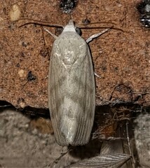 Earias paralella