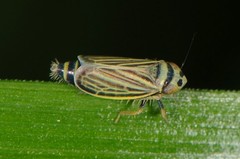 Amblysellus curtisii