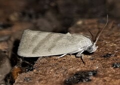 Earias paralella