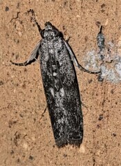 Sciota melanostyla