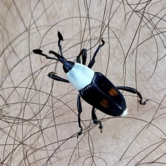 Cercidocerus albicollis