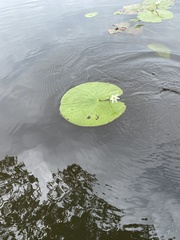 Nymphoides indica