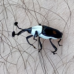 Cercidocerus albicollis