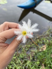 Nymphoides indica