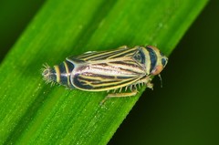 Amblysellus curtisii