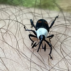 Cercidocerus albicollis