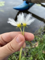 Nymphoides indica