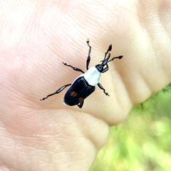 Cercidocerus albicollis