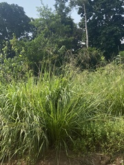 Phacelurus gabonensis