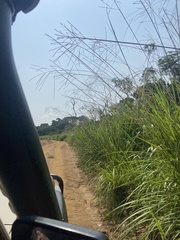 Phacelurus gabonensis