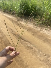 Phacelurus gabonensis