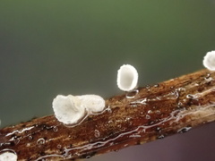 Calyptella capula