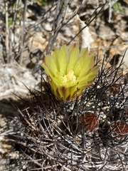 Eriosyce eriosyzoides