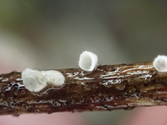 Calyptella capula