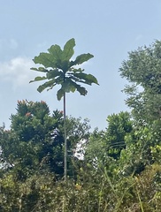 Anthocleista schweinfurthii