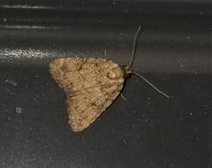 Tolpia conscitulana