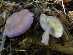 Calocybe ionides