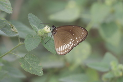 Euploea core