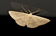 Cyclophora obstataria
