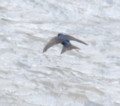 Hirundinidae