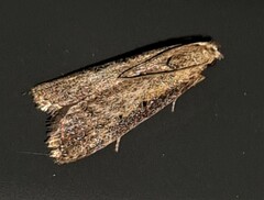 Heteromicta pachytera