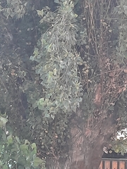 Populus