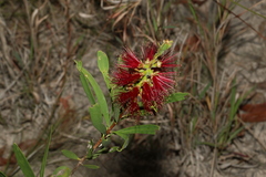 Melaleuca pachyphylla