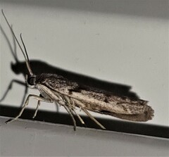 Cryptoblabes hemigypsa