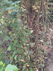 Populus