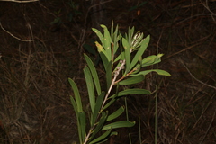 Melaleuca pachyphylla