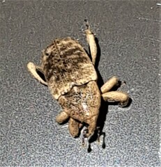 Mitrastethus australiae