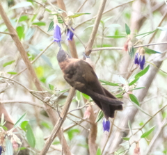 Aglaeactis cupripennis