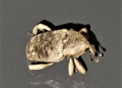 Mitrastethus australiae