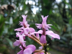 Epidendrum blepharistes