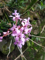 Epidendrum blepharistes