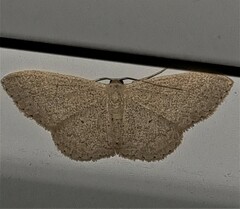 Cyclophora obstataria