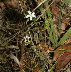 Philotheca queenslandica