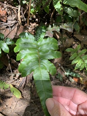 Blechnum