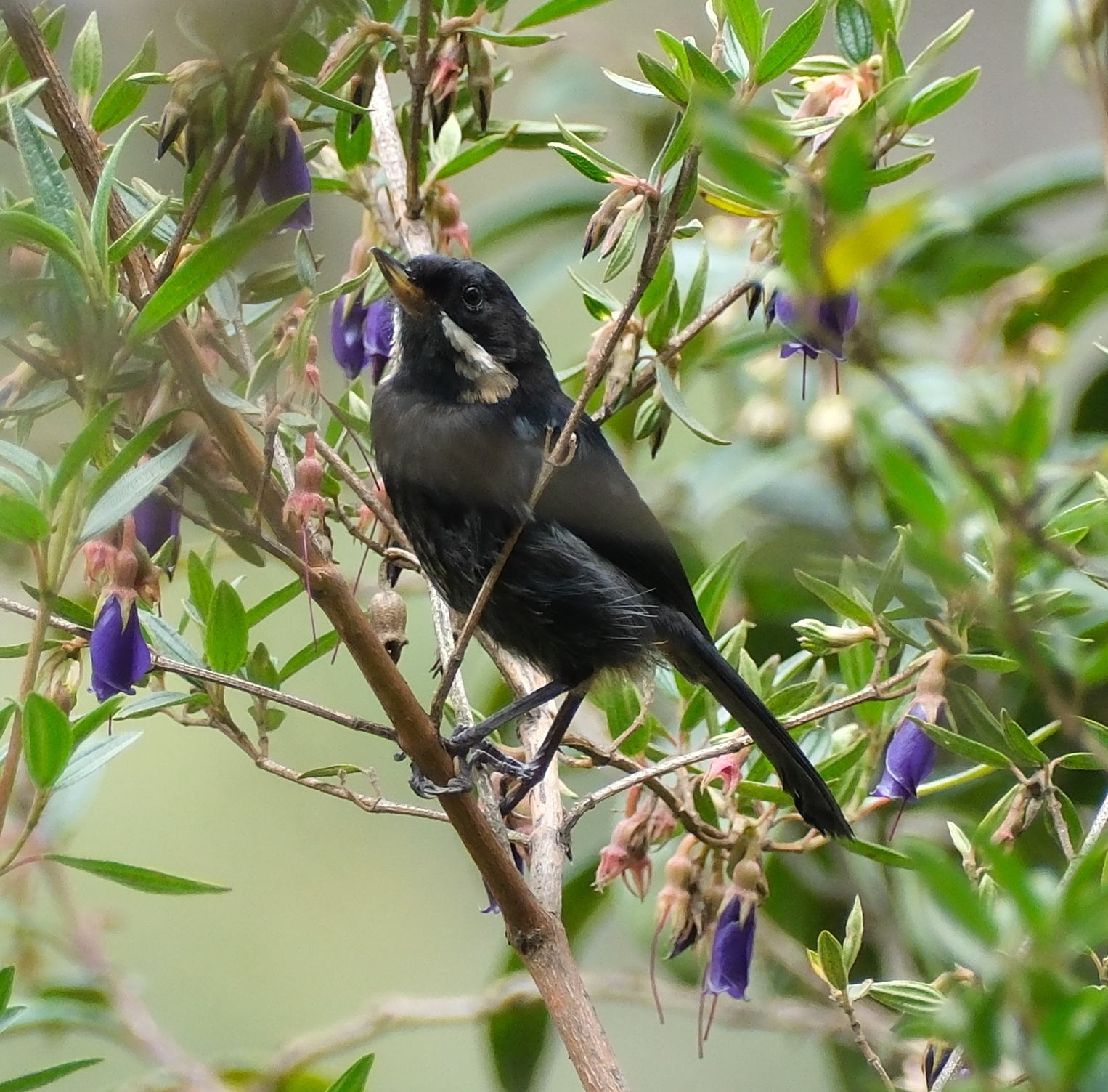 Moustached Flowerpiercer (Diglossa mystacalis), photo 7