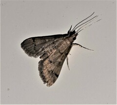 Piletocera macroperalis
